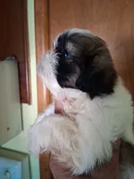 Sia ckc, a female Shih Tzu for sale in Indianapolis, IN – 3 of 5
