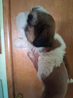 Sarah ckc, a female Shih Tzu for sale in Indianapolis, IN – 2 of 5