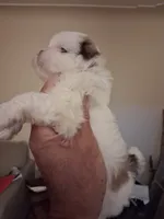 Finn ckc , a male Shih Tzu for sale in Indianapolis, IN – 3 of 3