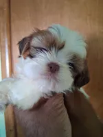 Mary ckc, a female Shih Tzu for sale in Indianapolis, IN – 3 of 5