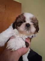 STANLEY AKC , a male Shih Tzu for sale in Indianapolis, IN – 2 of 3