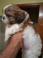 KNUTE AKC , a male Shih Tzu for sale in Indianapolis, IN – 3 of 3