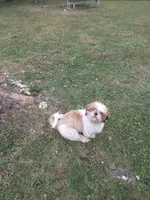 Irene ckc, a female Shih Tzu for sale in Indianapolis, IN – 4 of 5