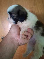 Irene ckc, a female Shih Tzu for sale in Indianapolis, IN – 2 of 5