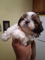 IAN AKC, a male Shih Tzu for sale in Indianapolis, IN – 2 of 3