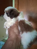 Knute ckc, a male Shih Tzu for sale in Indianapolis, IN – 3 of 6