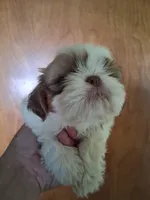 Mary ckc, a female Shih Tzu for sale in Indianapolis, IN – 1 of 5