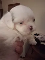 Finn ckc , a male Shih Tzu for sale in Indianapolis, IN – 2 of 3