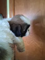 Sia ckc, a female Shih Tzu for sale in Indianapolis, IN – 2 of 5