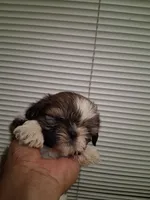 VANESSA AKC , a female Shih Tzu for sale in Indianapolis, IN – 2 of 3