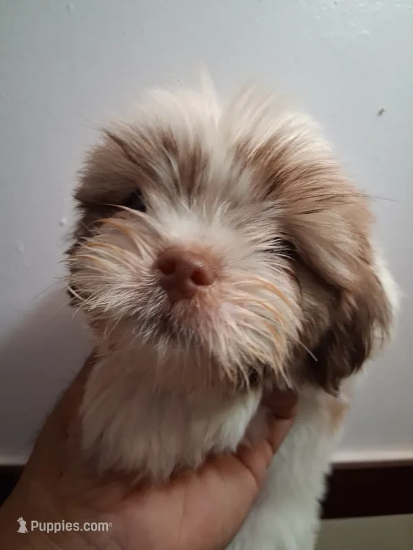 Knute ckc – Shih Tzu puppy for sale in Indianapolis, IN