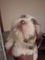 Knute ckc, a male Shih Tzu for sale in Indianapolis, IN – 3 of 3