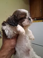 IAN AKC, a male Shih Tzu for sale in Indianapolis, IN – 1 of 3