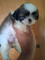 Irene ckc, a female Shih Tzu for sale in Indianapolis, IN – 3 of 5