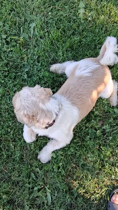Knute ckc, a male Shih Tzu for sale in Indianapolis, IN – 6 of 6