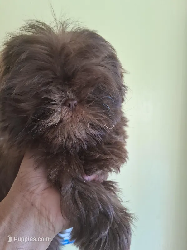 KENNY CKC, a male Shih Tzu for sale in Indianapolis, IN – Photo 1 of 6