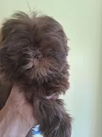 KENNY CKC, a male Shih Tzu for sale in Indianapolis, IN – Photo 1 of 6