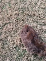 KENNY CKC, a male Shih Tzu for sale in Indianapolis, IN – Photo 5 of 6