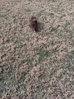 KENNY CKC, a male Shih Tzu for sale in Indianapolis, IN – Photo 6 of 6