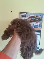 KENNY CKC, a male Shih Tzu for sale in Indianapolis, IN – Photo 2 of 6