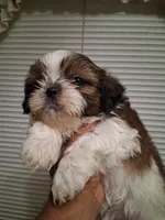 IAN AKC, a male Shih Tzu for sale in Indianapolis, IN – 3 of 3