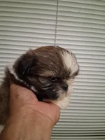 VANESSA AKC , a female Shih Tzu for sale in Indianapolis, IN – 3 of 3