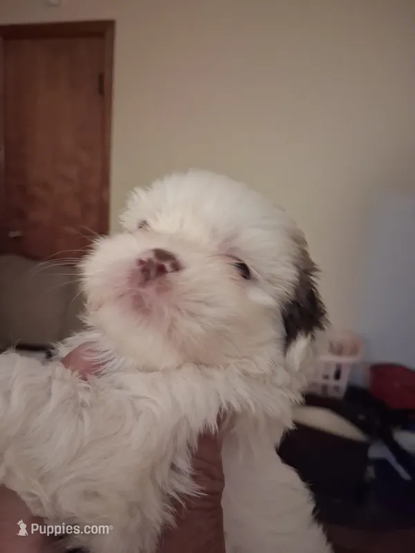 Finn ckc  – Shih Tzu puppy for sale in Indianapolis, IN