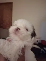Finn ckc , a male Shih Tzu for sale in Indianapolis, IN – 1 of 3