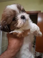 KNUTE AKC , a male Shih Tzu for sale in Indianapolis, IN – 1 of 3