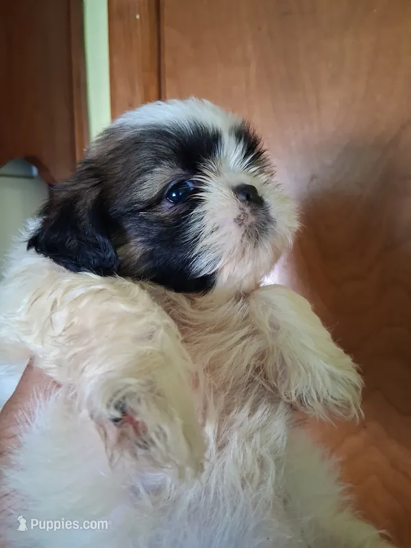 Sia ckc – Shih Tzu puppy for sale in Indianapolis, IN