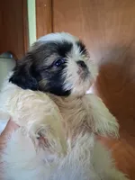 Sia ckc, a female Shih Tzu for sale in Indianapolis, IN – 1 of 5