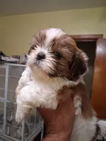 KNUTE AKC , a male Shih Tzu for sale in Indianapolis, IN – 2 of 3