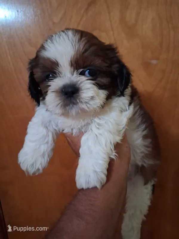 SUSAN AKC  – Shih Tzu puppy for sale in Indianapolis, IN