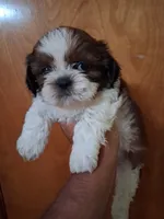 SUSAN AKC , a female Shih Tzu for sale in Indianapolis, IN – 1 of 3