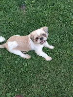 Sarah ckc, a female Shih Tzu for sale in Indianapolis, IN – 5 of 5