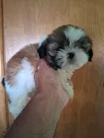 Sarah ckc, a female Shih Tzu for sale in Indianapolis, IN – 3 of 5