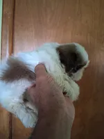 Knute ckc, a male Shih Tzu for sale in Indianapolis, IN – 2 of 6