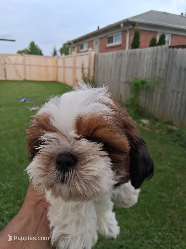 SUSAN AKC  – Shih Tzu puppy for sale in Indianapolis, IN