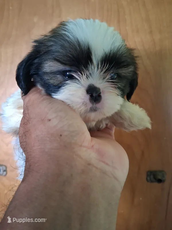 Irene ckc – Shih Tzu puppy for sale in Indianapolis, IN
