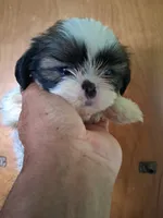 Irene ckc, a female Shih Tzu for sale in Indianapolis, IN – 1 of 5