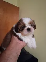 STANLEY AKC , a male Shih Tzu for sale in Indianapolis, IN – 3 of 3