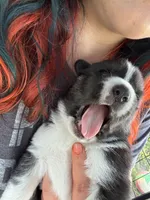 Ace, a male Siberian Husky for sale in Conway, SC – 3 of 3