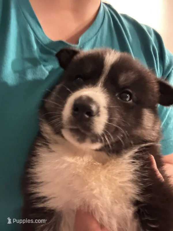 Ace – Siberian Husky puppy for sale in Conway, SC
