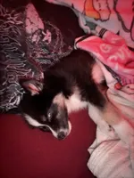 Tink, a female Siberian Husky for sale in Conway, SC – 2 of 8
