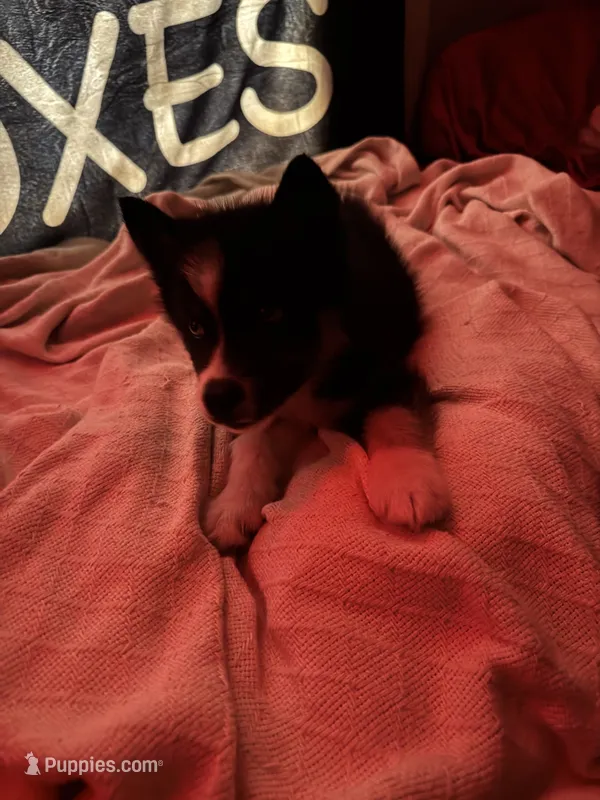 Tink – Siberian Husky puppy for sale in Conway, SC