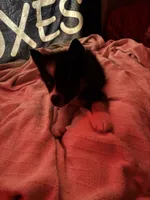 Tink, a female Siberian Husky for sale in Conway, SC – 1 of 8