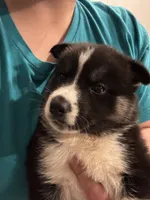 Ace, a male Siberian Husky for sale in Conway, SC – 2 of 3