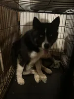 Tink, a female Siberian Husky for sale in Conway, SC – 5 of 8