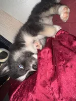 Tink, a female Siberian Husky for sale in Conway, SC – 7 of 8