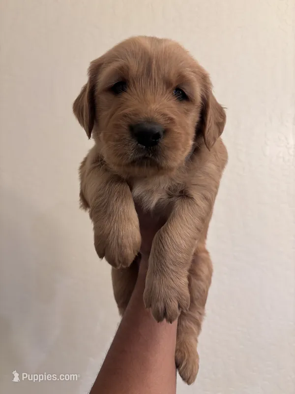 Golden 3 , a male Golden Retriever for sale in Tulare, CA – 1 of 1